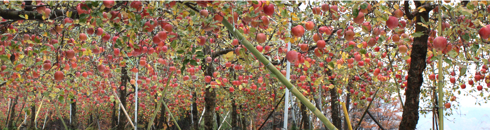 北島農園 林檎ジュース